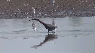 Garceta rojiza Egretta rufescens [upl. by Wagshul]