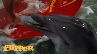 FLIPPER 1960s TV Series  Theme Song  Intro and Outro [upl. by Granoff]