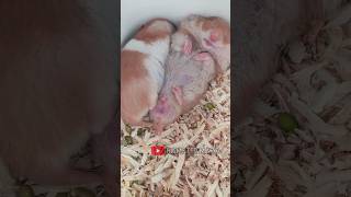 see a cute Syrian hamster sleeping [upl. by Eillas]