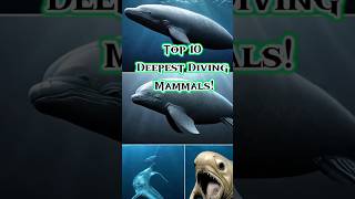 Top 10 Deepest Diving Mammals CuvierBeakedWhale MarineBiology SpermWhales ElephantSeals shorts [upl. by Pugh]