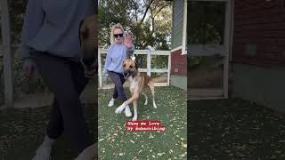 WAIT Dog editionmaps jersey remixtutorial dance challengechallenge tiktok dance shorts [upl. by Sacram]