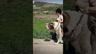 alabai centralasianshepherddog foryou video viral viralvideo dog dogs puppy [upl. by Attenauqa]