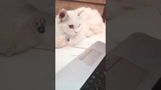 Cat watching tom and jerry  youtube shorts cat [upl. by Aurlie]