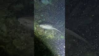 SNORKELING WITH SHARKS  MALDIVES NURSE SHARKS [upl. by Ahsinawt]