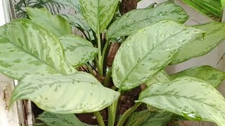 Agloanema Plant Care and Tips  Indoor plant  Agloanema silver Queen plant [upl. by Becker345]