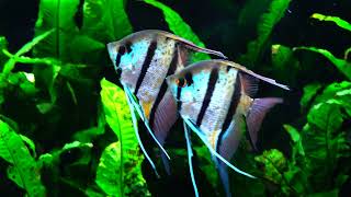 Pterophyllum scalare spRio Nanay  afternoon spawning [upl. by Lesko]