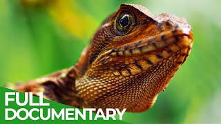 Wild Colombia Revealed  Free Documentary Nature [upl. by Einnaffit]