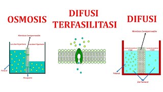 TRANSPORT PASIF PADA MEMBRAN DIFUSI DIFUSI TERFASILITASI DAN OSMOSIS [upl. by Joselow558]