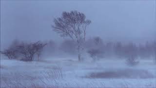 1H Snowstorm Blizzard Wind Sound Relaxing Tempesta di Neve [upl. by Nomaj251]