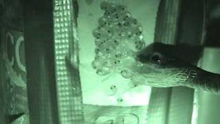 Parrot snake attacks redeyed treefrog egg clutch [upl. by Gnohp]