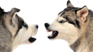 Husky VS Malamute [upl. by Hole]