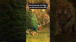 Fearless Tigers Hunting in the Wild🐅shorts short shortvideo 1million animals tigerhunting [upl. by Tunnell]