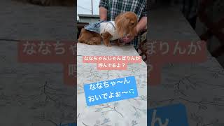 20240717 ななちゃんワンワン やっぱりハイターしゃんだ、ワン！ shorts ダックスフンド 保護犬 [upl. by Ferullo]