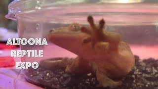 Altoona Reptile Expo  Feb 2019 [upl. by Trev]