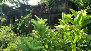 Transform a horrifying abandoned house covered by overgrown trees  Satisfying cleanup [upl. by Oralee]