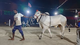 10Li ga Anjaiah Chowdary garu gurajala vari 4 teeth bulls in Annambotlavaripalem [upl. by Pawsner]