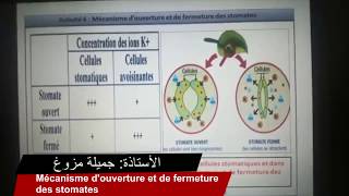 Mécanisme douverture et de fermeture des stomates  SVT  1 Bac [upl. by Octavius]