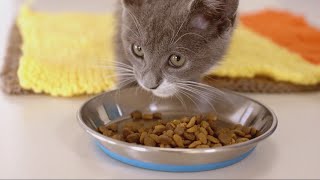 Purina ONE amp SPCA – Sylvie’s Journey [upl. by Gerc]