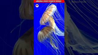 Jellyfish যেভাবে মানুষকে কামড়ায়😱 How Jellyfish Sting Works shorts ytshorts facts [upl. by Ordnajela]