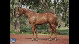 Magic Millions 2024 January  Lot 677  Zoustar x Fleet Riane colt [upl. by Rehpinej352]