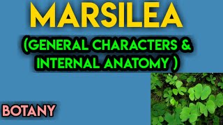 marsilea general charactersmarsilea morphologymarsilea anatomymarsilea in hindi [upl. by Arimlede491]