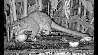 Kinkajou Makes Nighttime Visit to the Canopy Lodge Fruit Feeders January 16 2023  Cornell Lab [upl. by Clotilda]