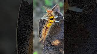 Cocoa Tussock Moth [upl. by Ardeha]