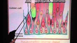 Pseudostratified Ciliated Columnar Epithelium [upl. by Anaib514]