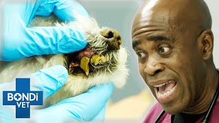 Worst Dental Disease Case That Vet Has Ever Seen 🤢  Bondi Vet Clips  Bondi Vet [upl. by Beffrey]