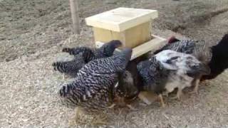 Automatic Chicken Feeder [upl. by Wojcik]