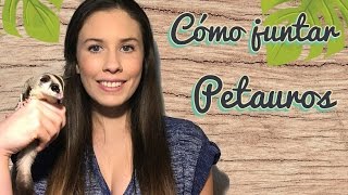 Como hacer la introducción juntar petaurossugar glider [upl. by Ebsen]