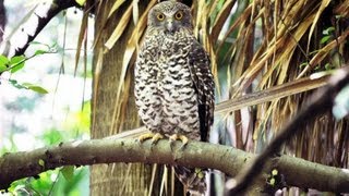 Profile of Australias largest owl  the Powerful Owl [upl. by Ear]