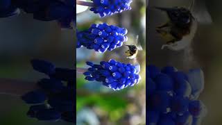 🌾☆⁴•² Grape Hyacinth Genus Muscari in Asparagus Family Asparagaceae¹ [upl. by Auohc514]