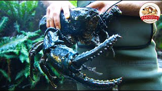 【World’s Largest Claws】Close and Personal with a Tasmanian Giant Freshwater Crayfish [upl. by Annirac50]