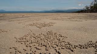 Timelapse of sand bubbler crabs feeding filtering detritus and plankton from sand Australia [upl. by Asteria]