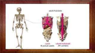 Biologie Sistemul osos  WinSchool [upl. by Anirahtak]