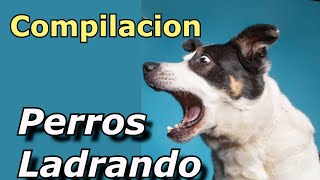 Perros Ladrando Muy Fuerte para molestar a tu perro o gato HD 6 [upl. by Jardena]