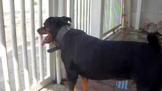 rottweiler barking at pigeons [upl. by Rina]