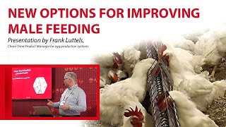 New Options for Improving Male Broiler Breeder Feeding [upl. by Greenlee]