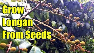 How To Grow Longan From Seed Easily [upl. by Dav425]