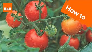 How to grow tomatoes [upl. by Lenes]