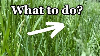 3 MYTHS about SEED HEADS in your LAWN [upl. by Yenruoj162]