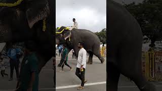 Elephants 🐘 Parade for Dasara mysuru nammamysuru shorts mysuru viralvideo shorts [upl. by Clarinda]