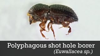 Polyphagous Shot Hole Borer ID [upl. by Livia]