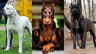 10 RACES DE CHIENS INTERDITS DANS LE MONDE  Dr Bot [upl. by Hedvig243]