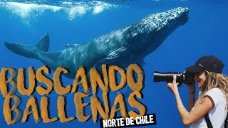 CHILE  Punta de Choros Isla Damas y Chañaral de Aceituno ¡Ballenas y delfines Las encontré [upl. by Konstantine128]