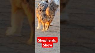 Australian Shepherds Show [upl. by Aidnyl270]