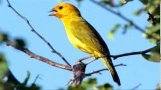 ♫ Jilguero Dorado  Sicalis Flaveola  Saffron Finch ஜ [upl. by Nolrak]