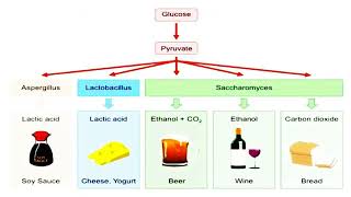 Fermentation Definition [upl. by Aelam]