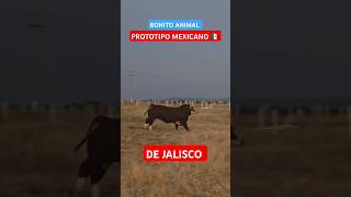 CALIDAD MEXICANA crianzadeganado simmental fleckvieh toros torete ganado mexico jalisco [upl. by Yemarej]